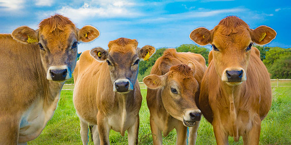 Jersey Heifers 2253